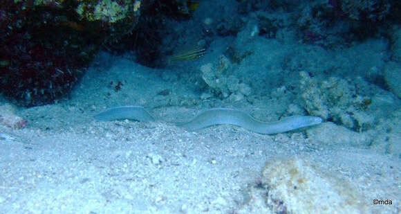 Image of Geometric moray