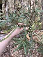 Image of Banksia seminuda (A. S. George) B. L. Rye