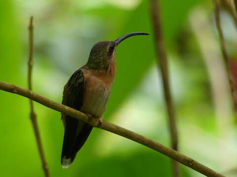 Image of Bronzy Hermit