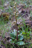 Imagem de Micranthes integrifolia (Hook.) Small