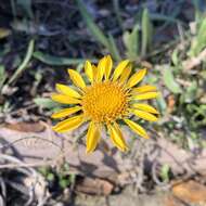 Слика од Grindelia hirsutula Hook. & Arn.