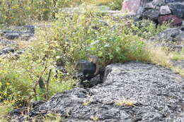 Image of Lesser Tropical Ground Squirel