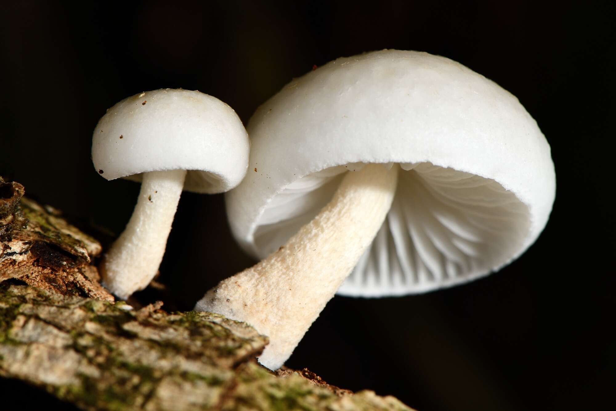 Image of Oudemansiella australis G. Stev. & G. M. Taylor 1964