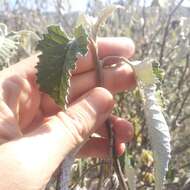 Sivun Parthenium tomentosum DC. kuva