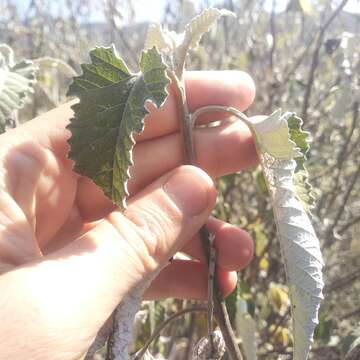 Image de Parthenium tomentosum DC.