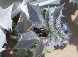 Image of Andrena pilipes Fabricius 1781