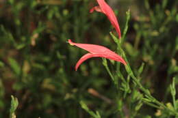 Image of sixangle foldwing