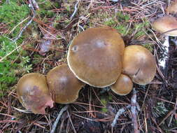 Image of Tricholoma arvernense Bon 1976