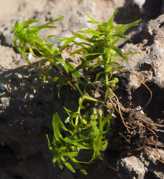 Image of short-leaved water starwort