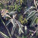 Image of Antilles velvetshrub