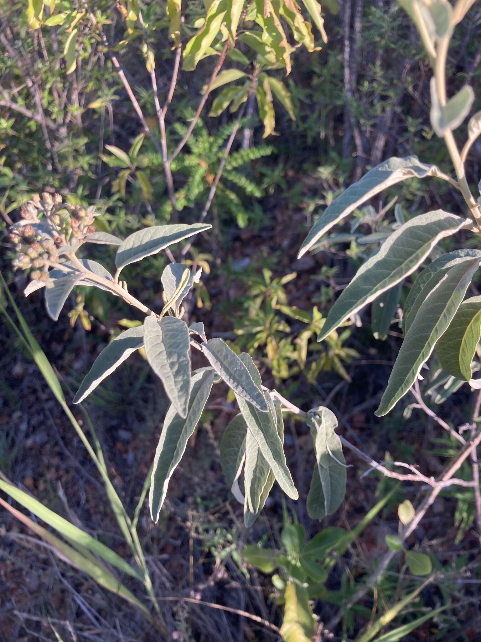 Image of velvetshrub