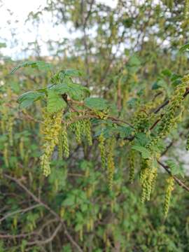 Image of Ribes magellanicum Poir.