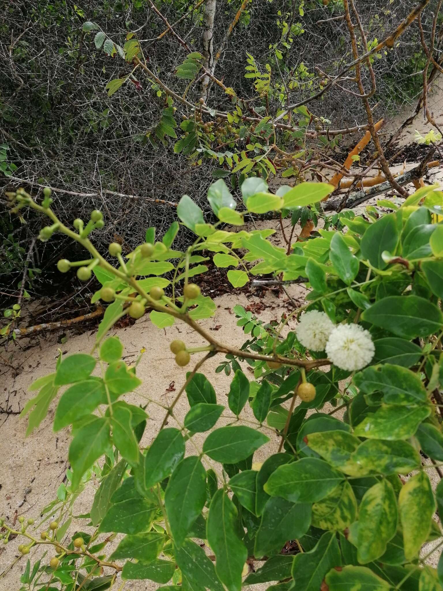 Plancia ëd Leucaena macrophylla Benth.