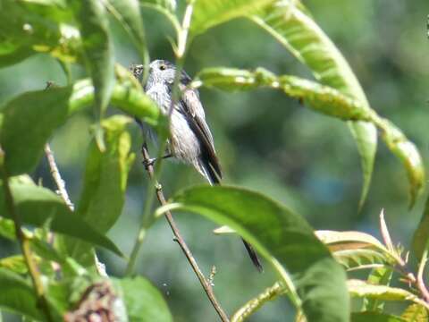 Aegithalos caudatus rosaceus Mathews 1938的圖片