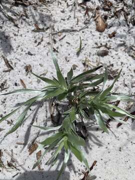 Image de Pityopsis graminifolia var. latifolia (Fern.) J. C. Semple & F. D. Bowers