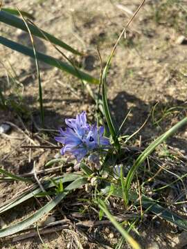 Image of Bellevalia hyacinthoides (Bertol.) K. Perss. & Wendelbo