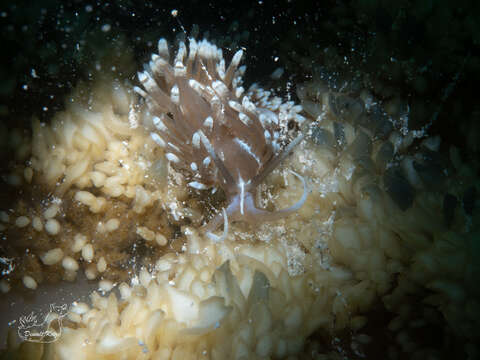 Image of Cassiopea Dondice
