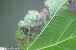 Image of Maple Leafblotch Miner