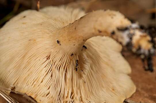 صورة Clitocybe eucalyptorum Cleland 1931