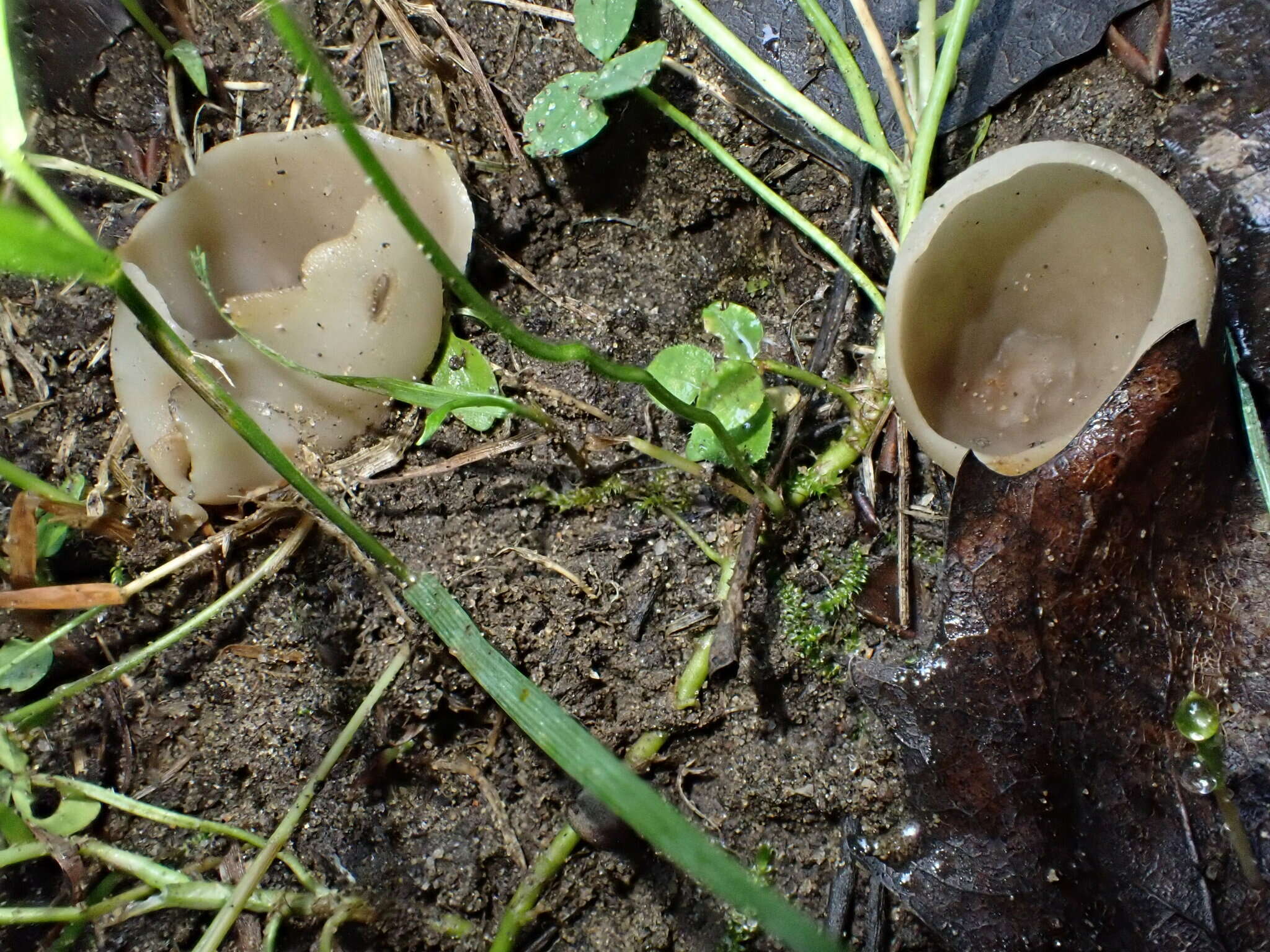 Image of Paragalactinia succosa (Berk.) Van Vooren