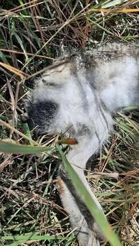 Image of White-sided Jackrabbit