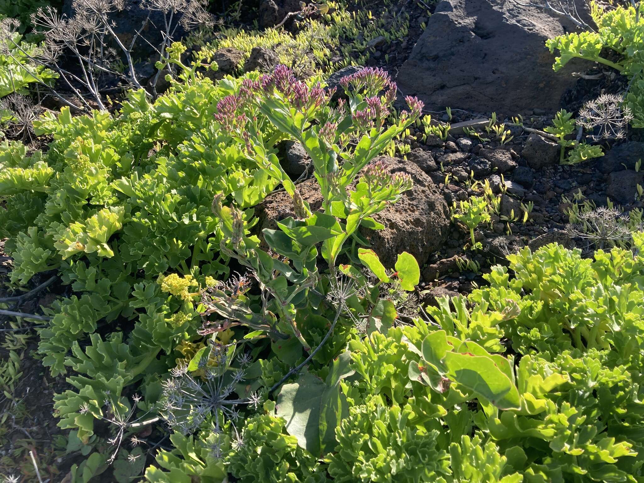 Image of Limonium imbricatum (Webb ex Girard) Hubbard ex L. H. Bailey