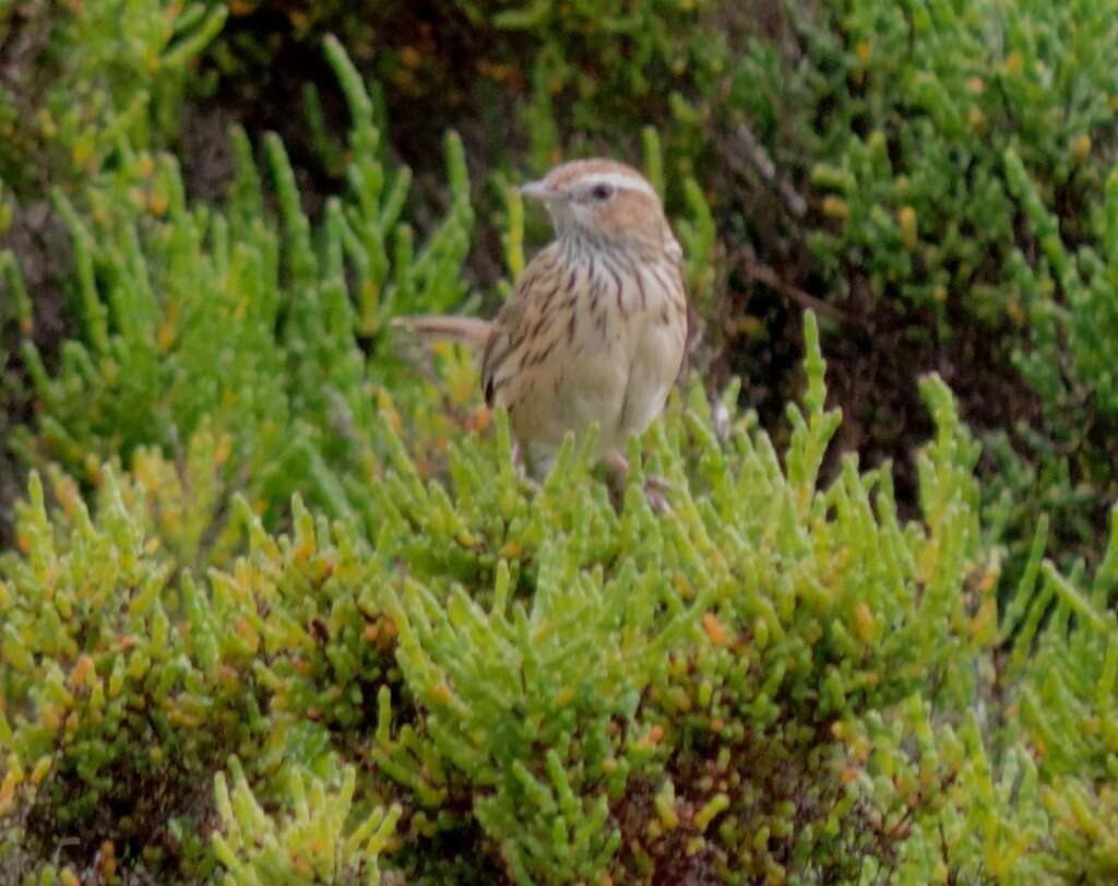 Image of Striated Calamanthus