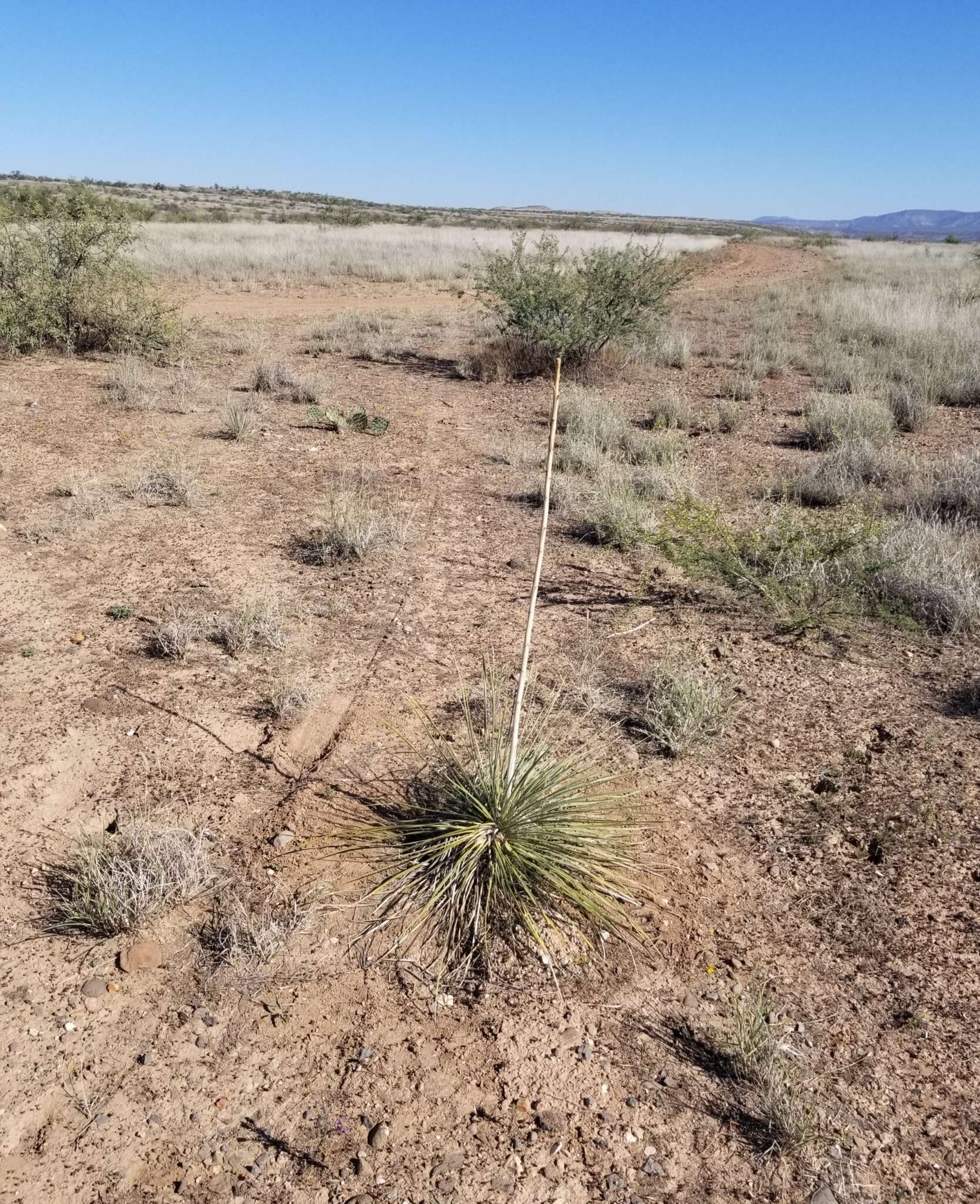 Imagem de Yucca elata var. verdiensis (McKelvey) Reveal