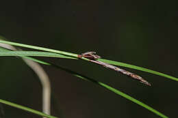 Imagem de Carex vanheurckii Müll. Arg.