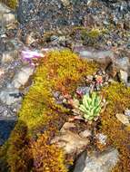 Image of Columbian lewisia