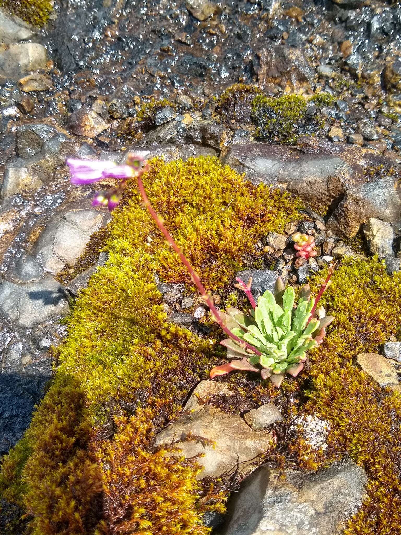 Image of Columbian lewisia