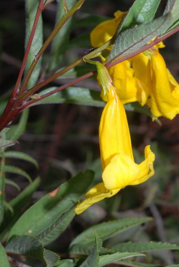 Image of Yellow bells