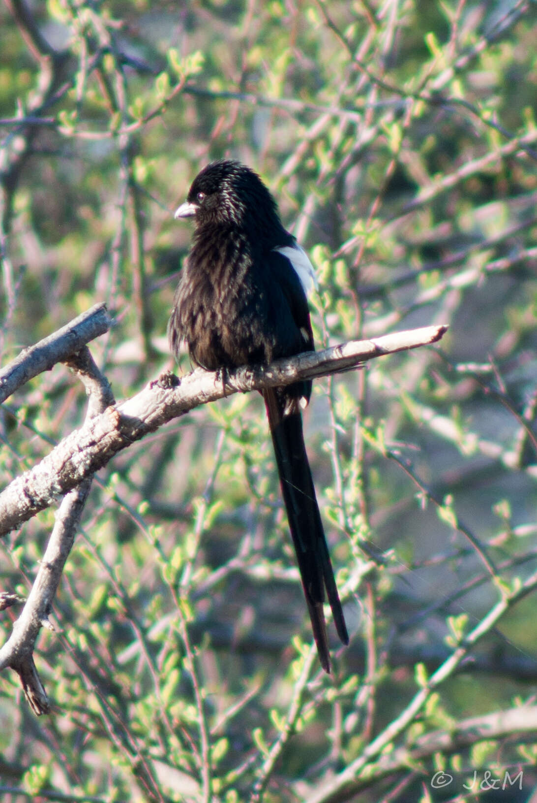 Слика од Lanius melanoleucus