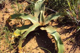 Image of Grassland crinum