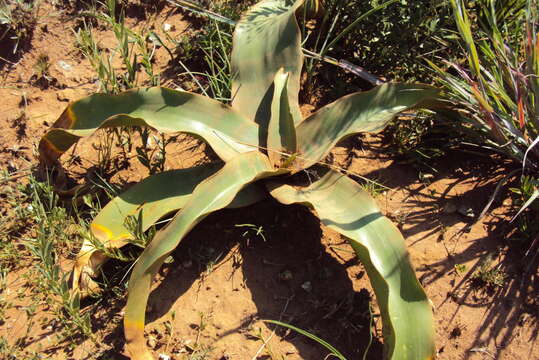 Image of Grassland crinum