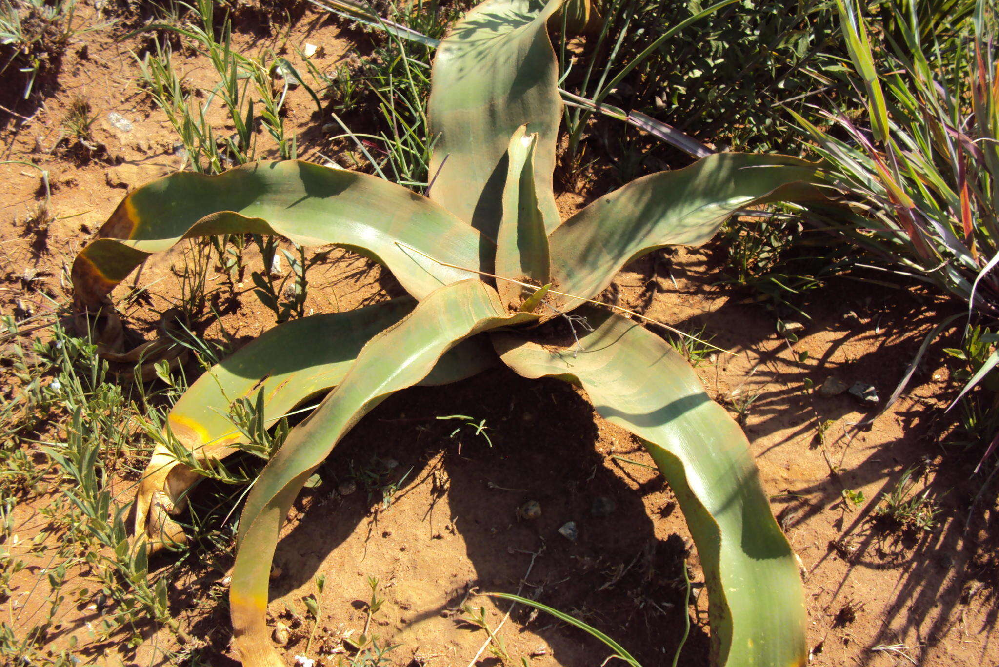 Image de Crinum graminicola I. Verd.