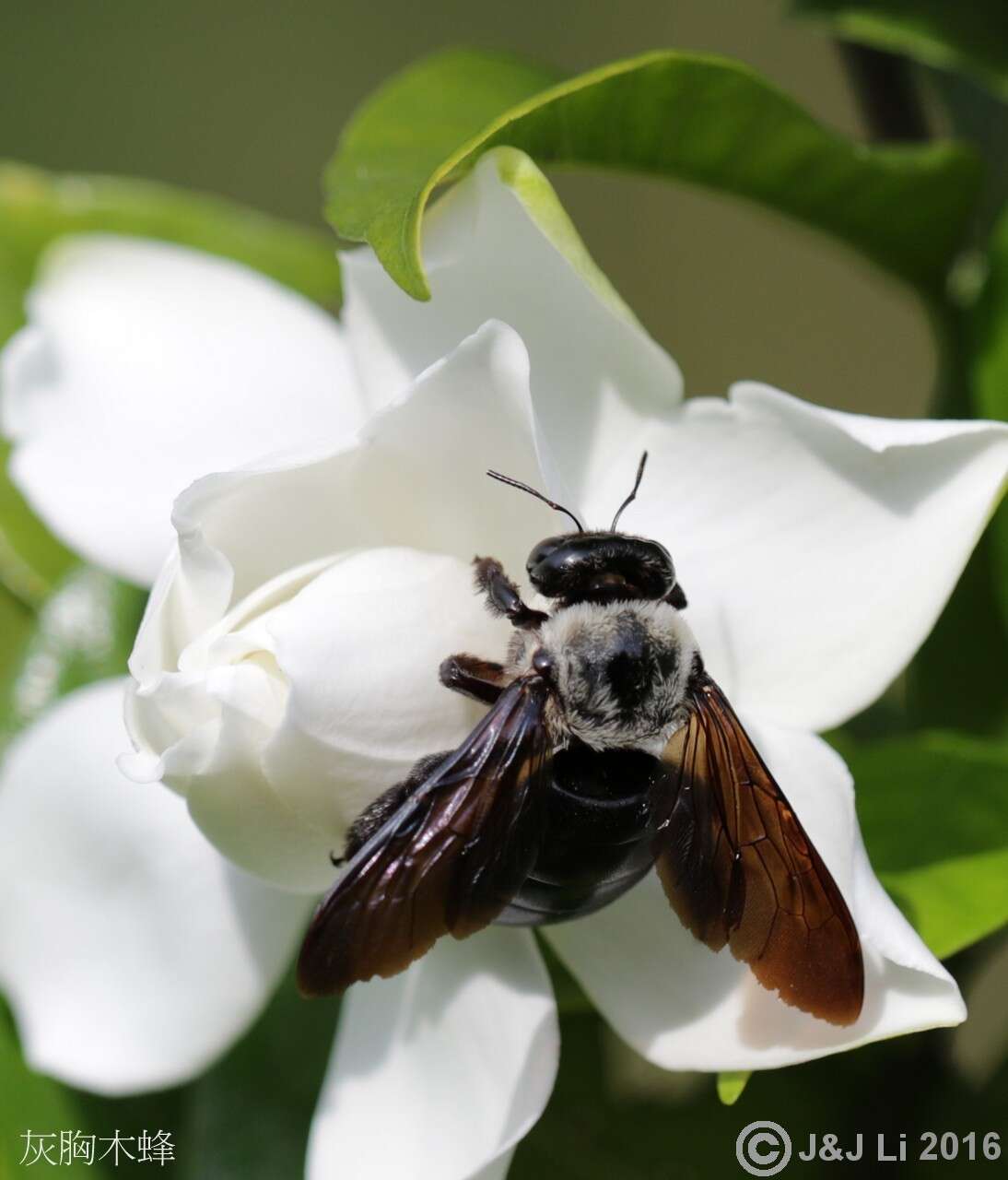 Plancia ëd Xylocopa phalothorax Lepeletier 1841