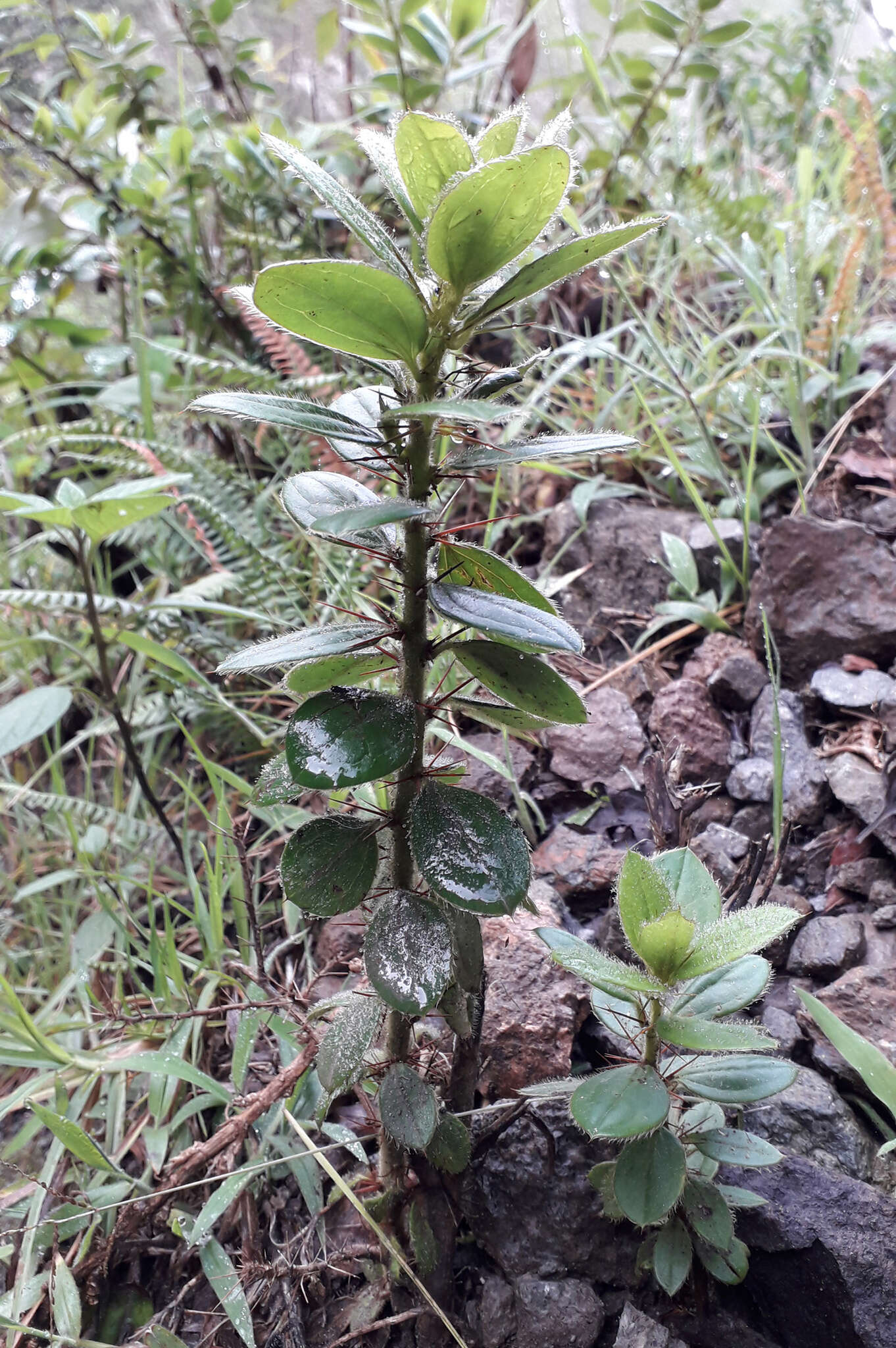 Image of Dasyphyllum popayanense (Hieron.) Cabrera