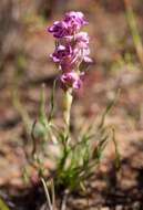 Image of Disa tenella subsp. tenella