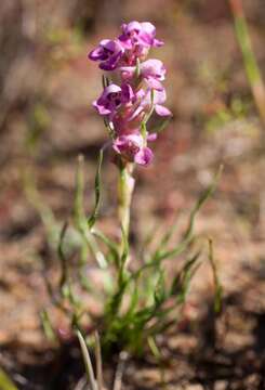 Image of Disa tenella subsp. tenella