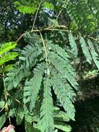 Image of Albizia adianthifolia var. adianthifolia