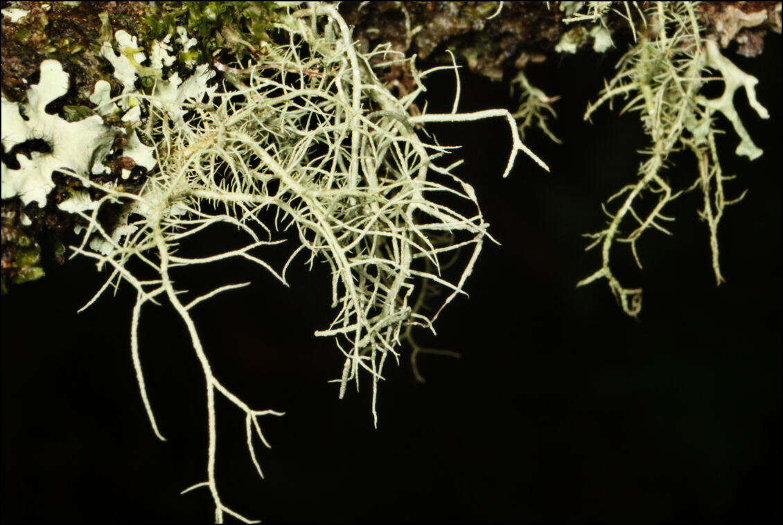 Image of Usnea inermis Motyka