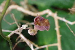 Image of Aristolochia liukiuensis Hatusima