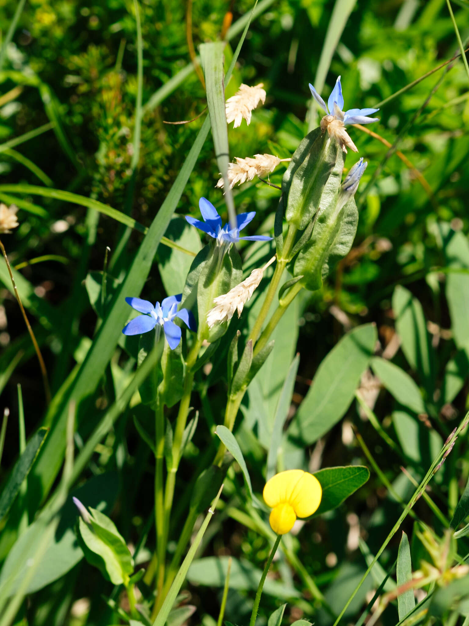 Image of Gentiana utriculosa L.