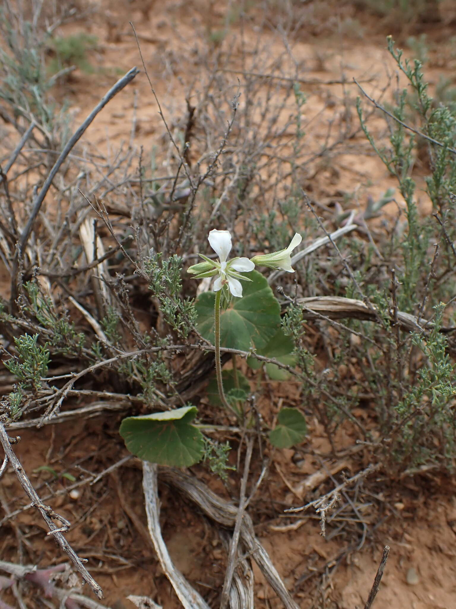 Image of Pelargonium worcesterae Knuth