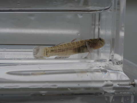 Image of Naked Goby