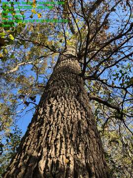 Слика од Quercus similis Ashe