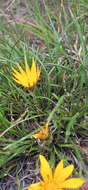 Imagem de <i>Gazania <i>linearis</i></i> subsp. linearis