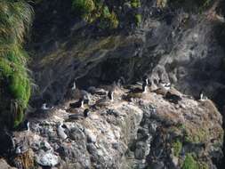 Image of Auckland Shag