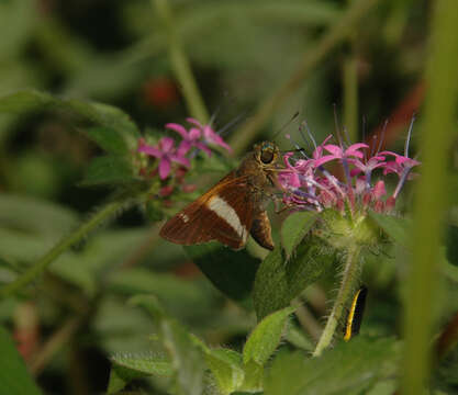 Oxynthes corusca Herrich-Schäffer 1869 resmi